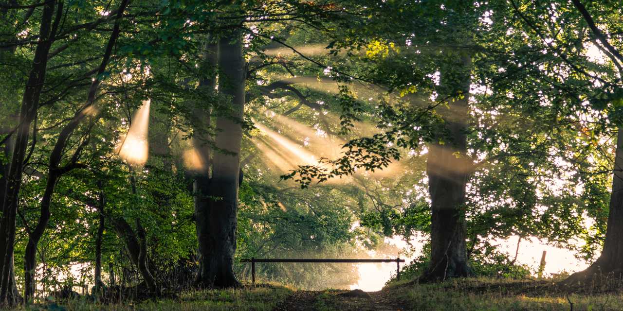 Solstrålar genom träden vid en skogssjö