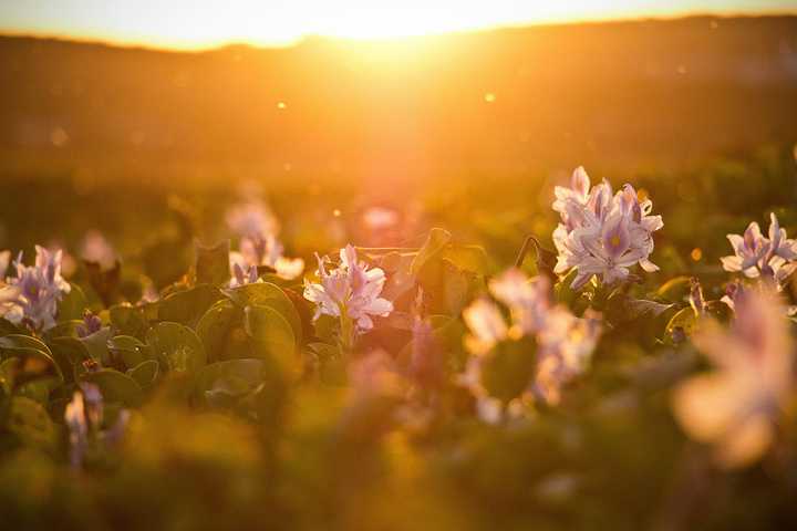 Auringonlasku paistaa mäen takaa kukkaniitylle
