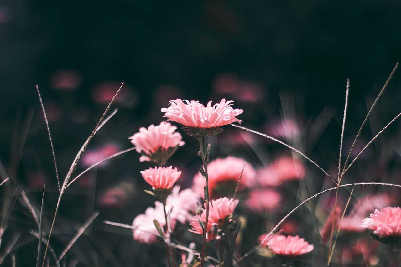 Röda blommor