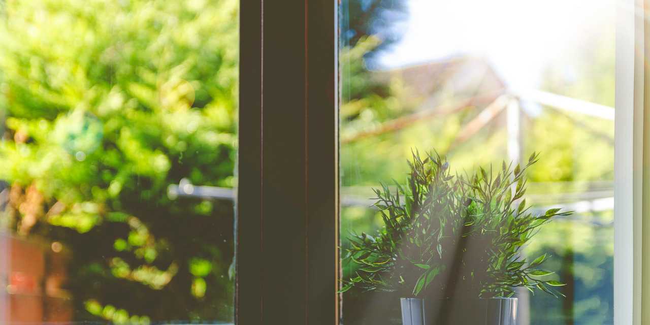 Auringon säteet paistavat ikkunasta sisään ja ikkunalaudalla olleeseen viherkasviin.
