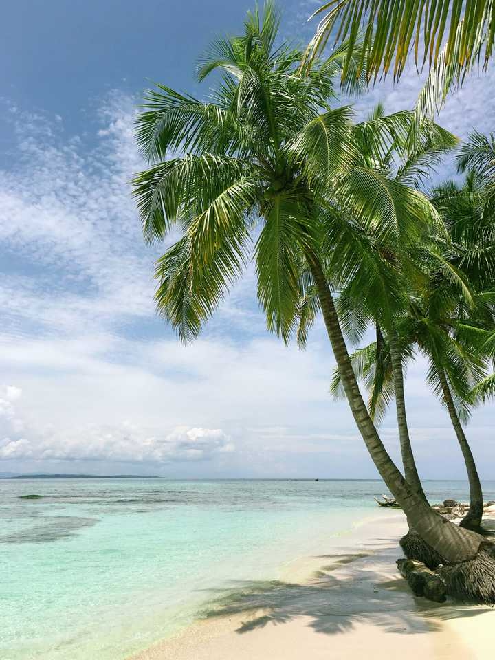 Palmer på stranden