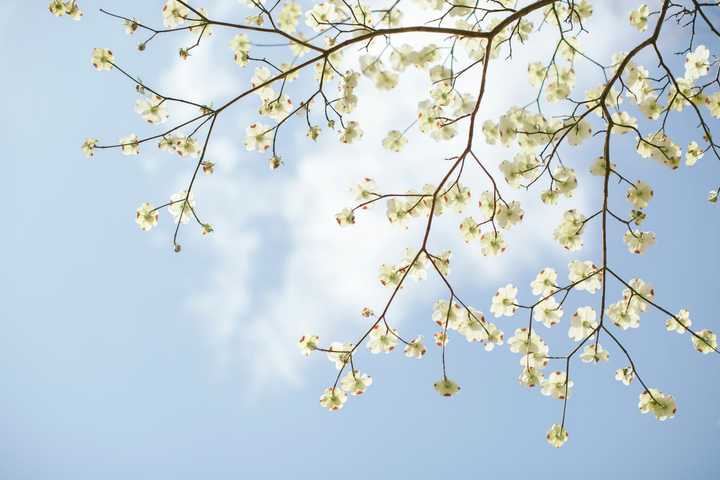 Vita vårblommor på gren