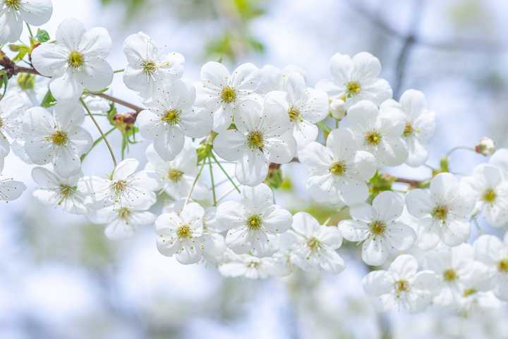 Vita vårblommor på en kvist