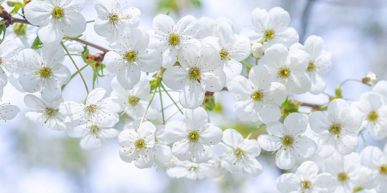 Vita vårblommor på en kvist