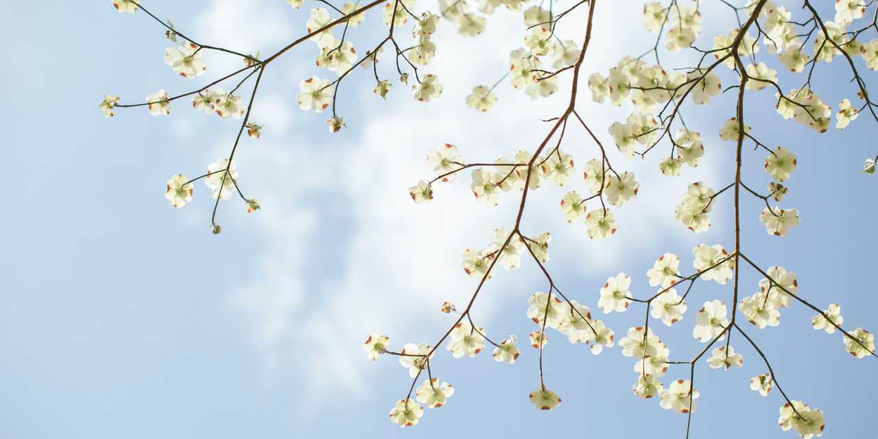 Vita vårblommor på gren
