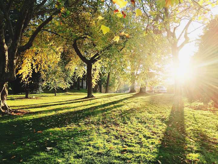 Solen lyser mot gröna träd