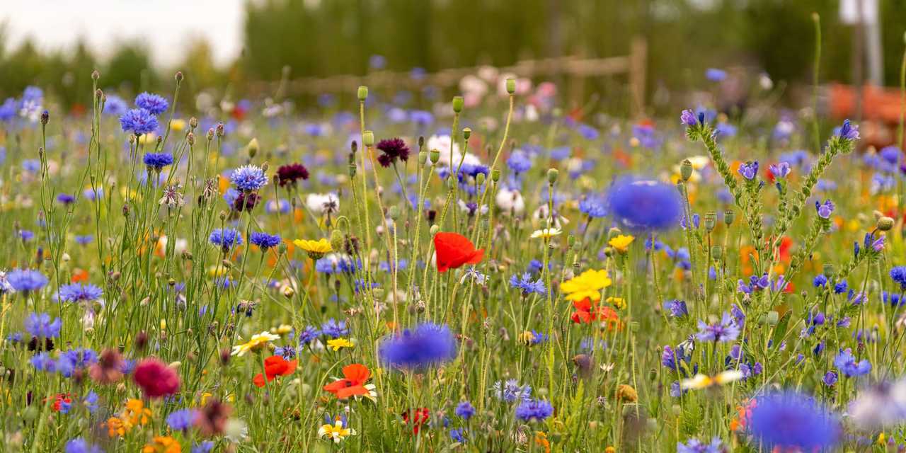 Sommaräng med blommor i olika färger