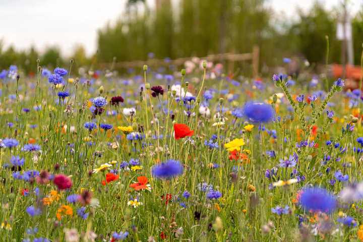 Sommaräng med blommor i olika färger