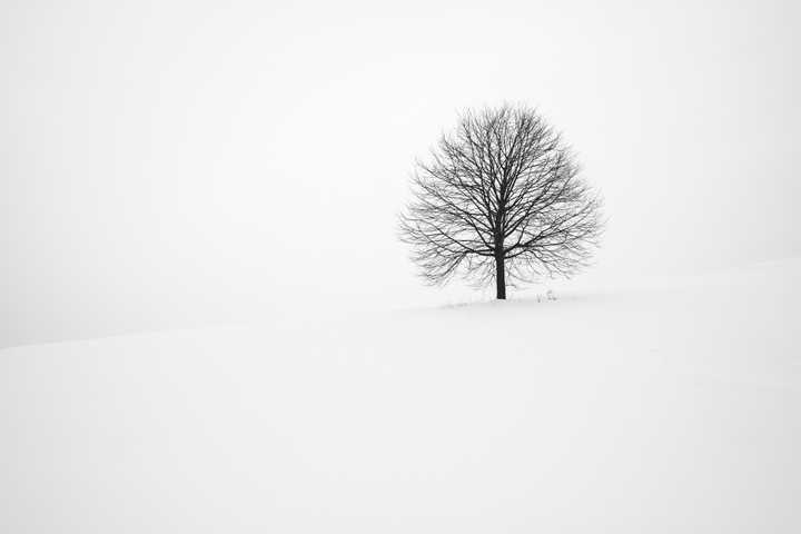 Puu talvisessa maisemassa