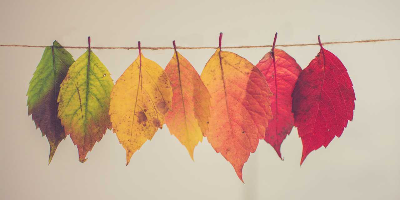 Löv som ändrar färg