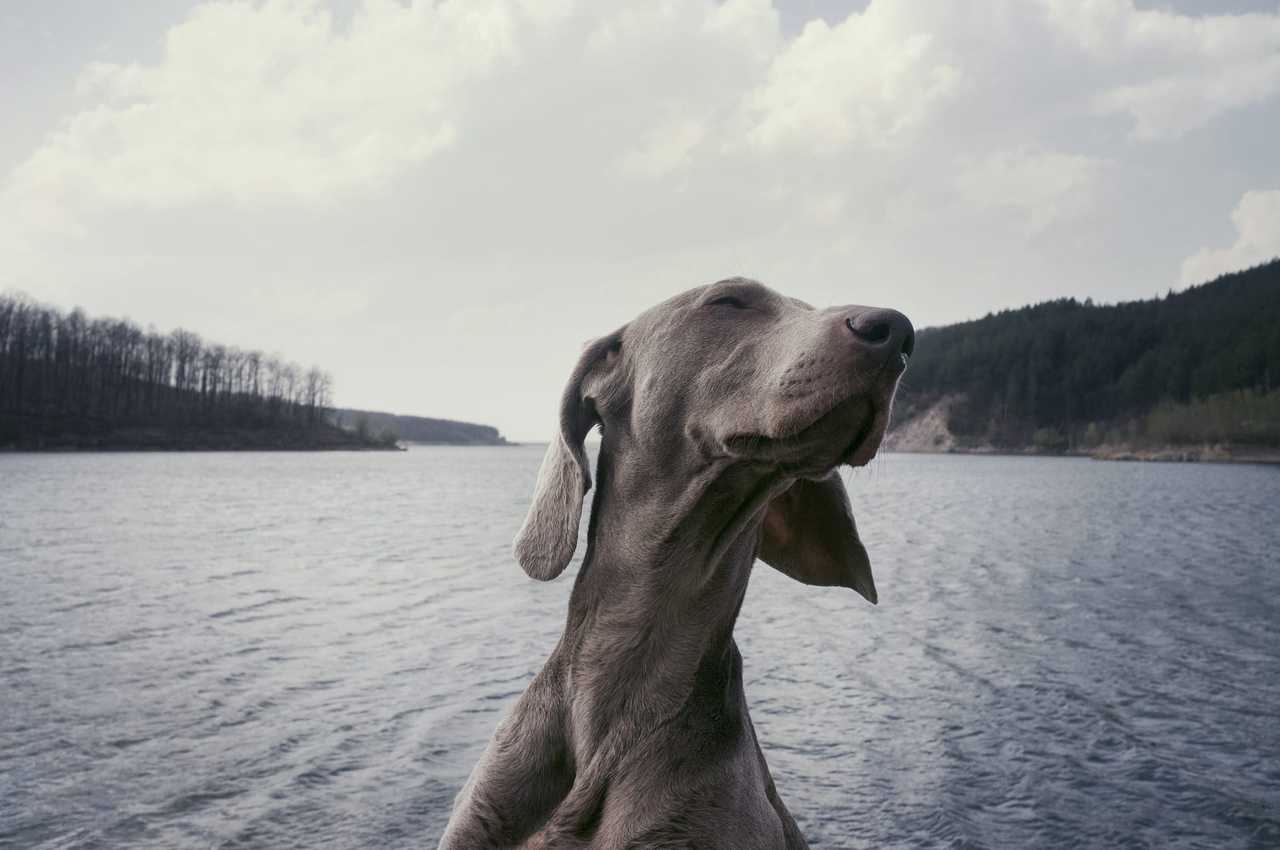 Tanskan doggi