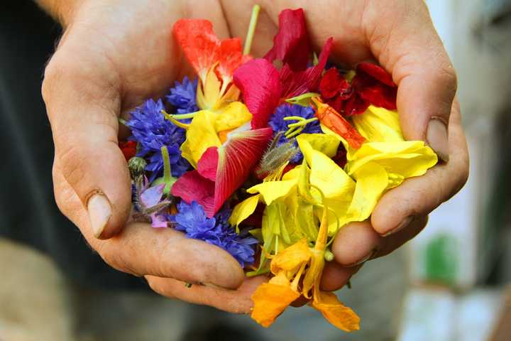 Händer med blomblad