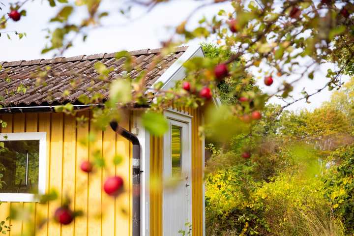 Gult hus och äppleträd