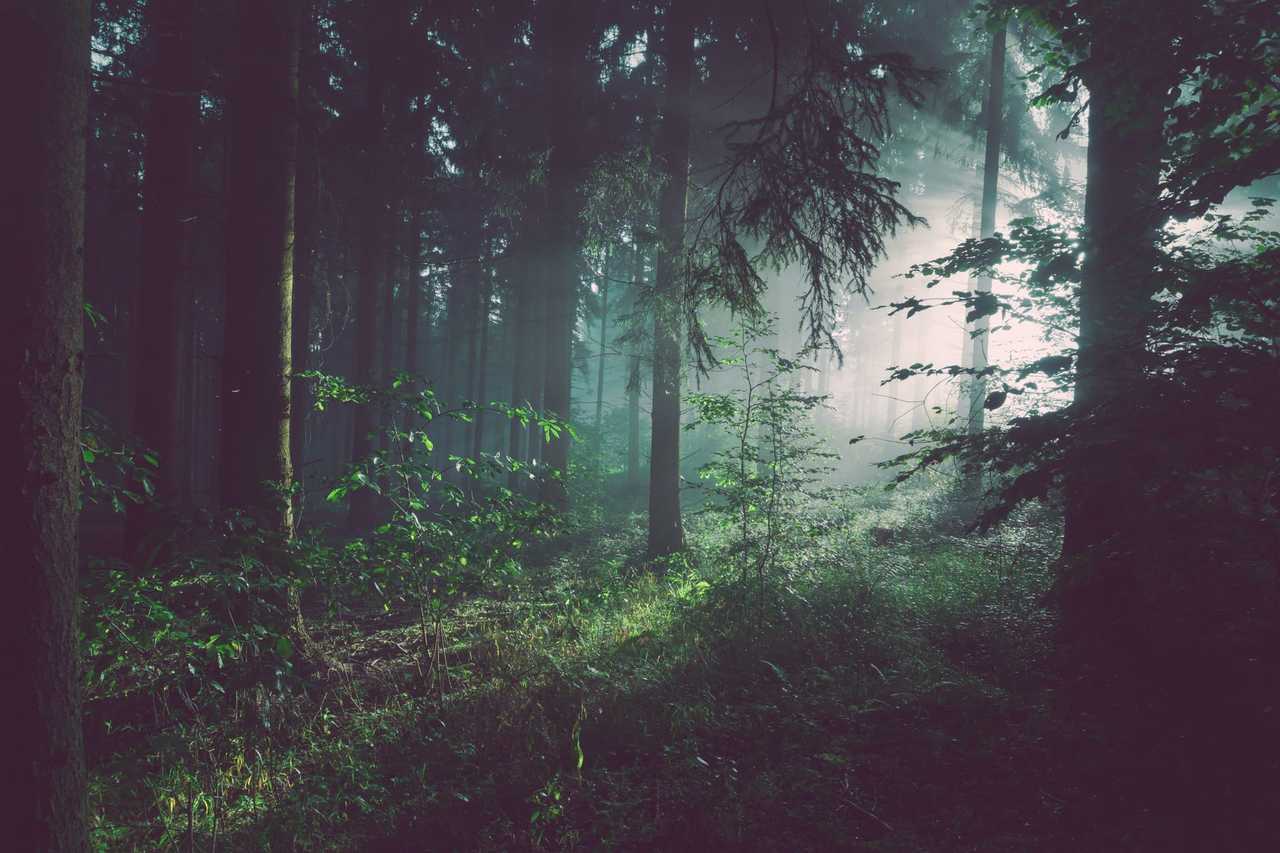 Skugen