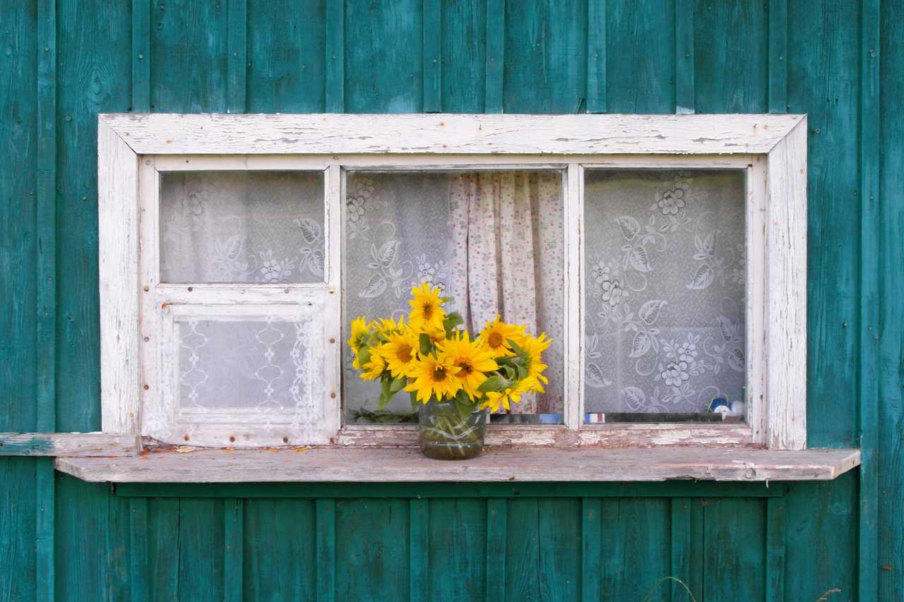 auringonkukkia ikkunalla