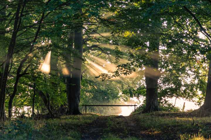 Solstrålar genom träden vid en skogssjö